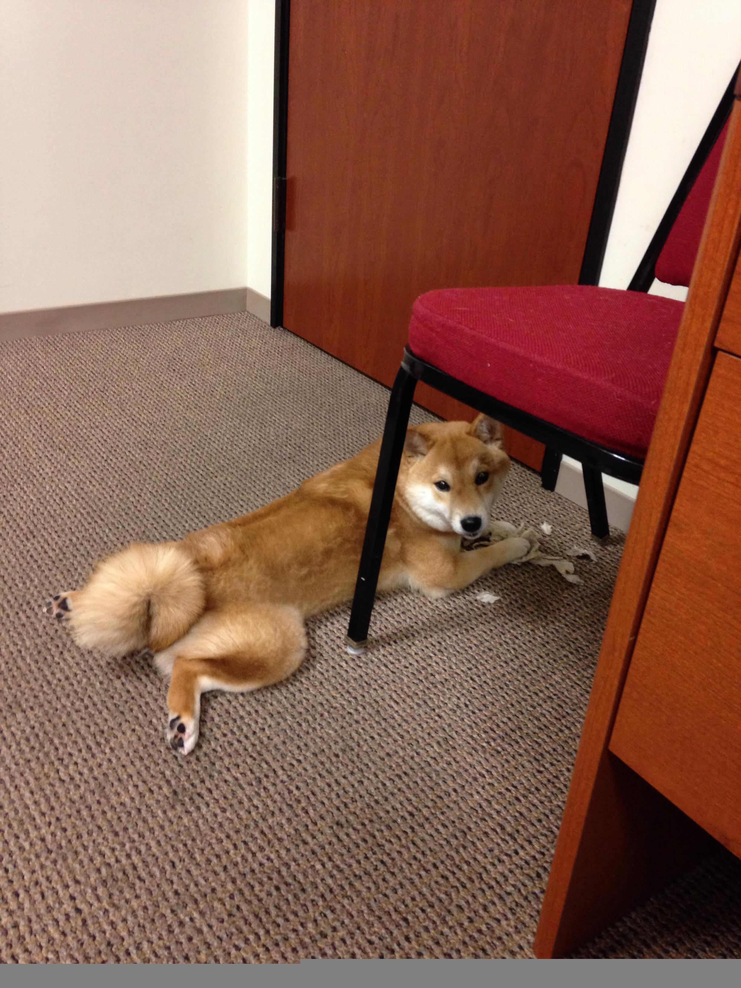 当红龙之翼掠过F1赛道，威尔士绝杀之夜与阿拉巴的跨界统治